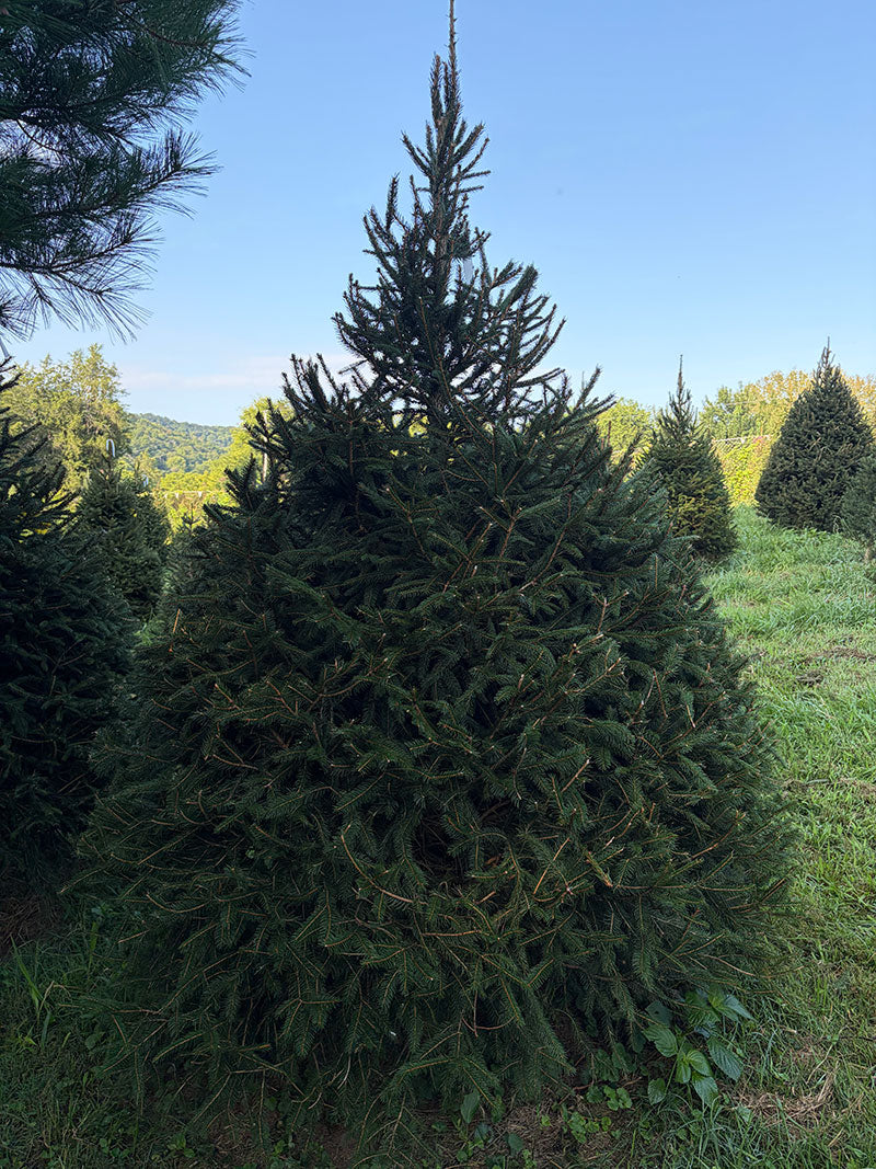 7' 11" Choose and Cut Norway Spruce, 66" Base