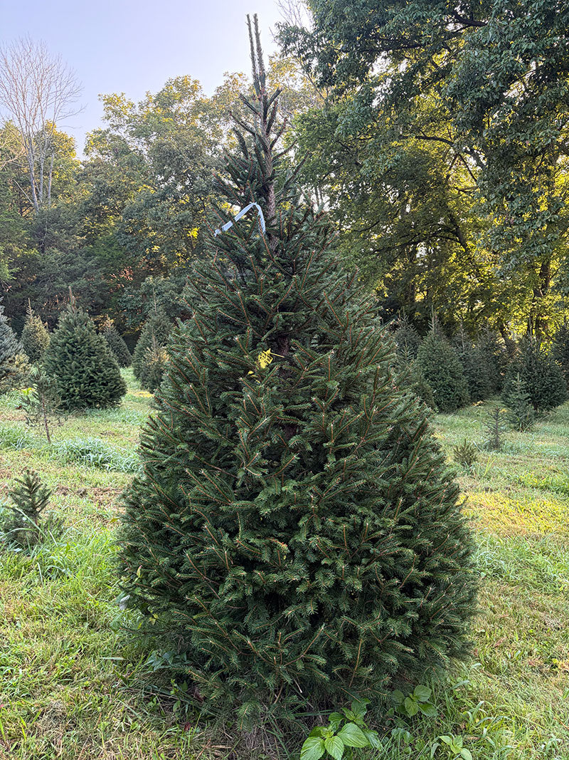 8' 1" Choose and Cut Norway Spruce, 53" Base