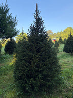 8' 1" Choose and Cut Norway Spruce, 53" Base