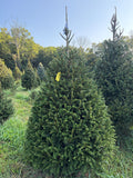 7' 4" Choose and Cut Norway Spruce, 49" Base