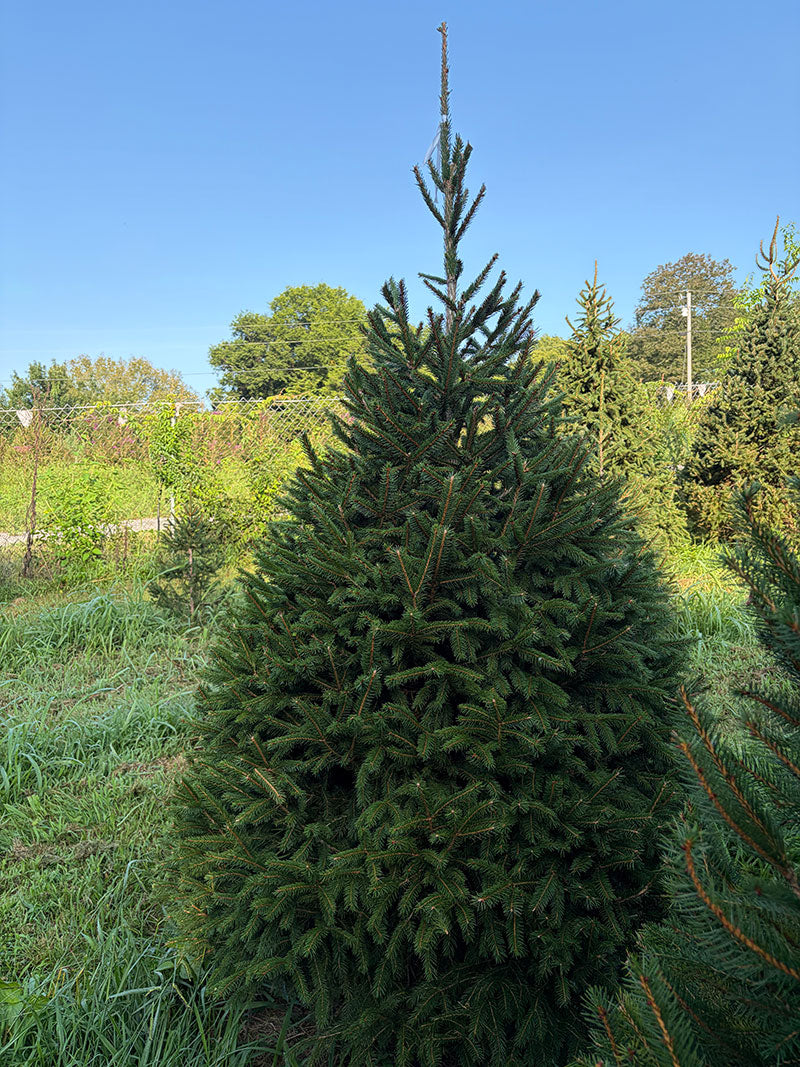 7' 4" Choose and Cut Norway Spruce, 49" Base