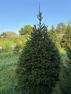 7' 4" Choose and Cut Norway Spruce, 49" Base