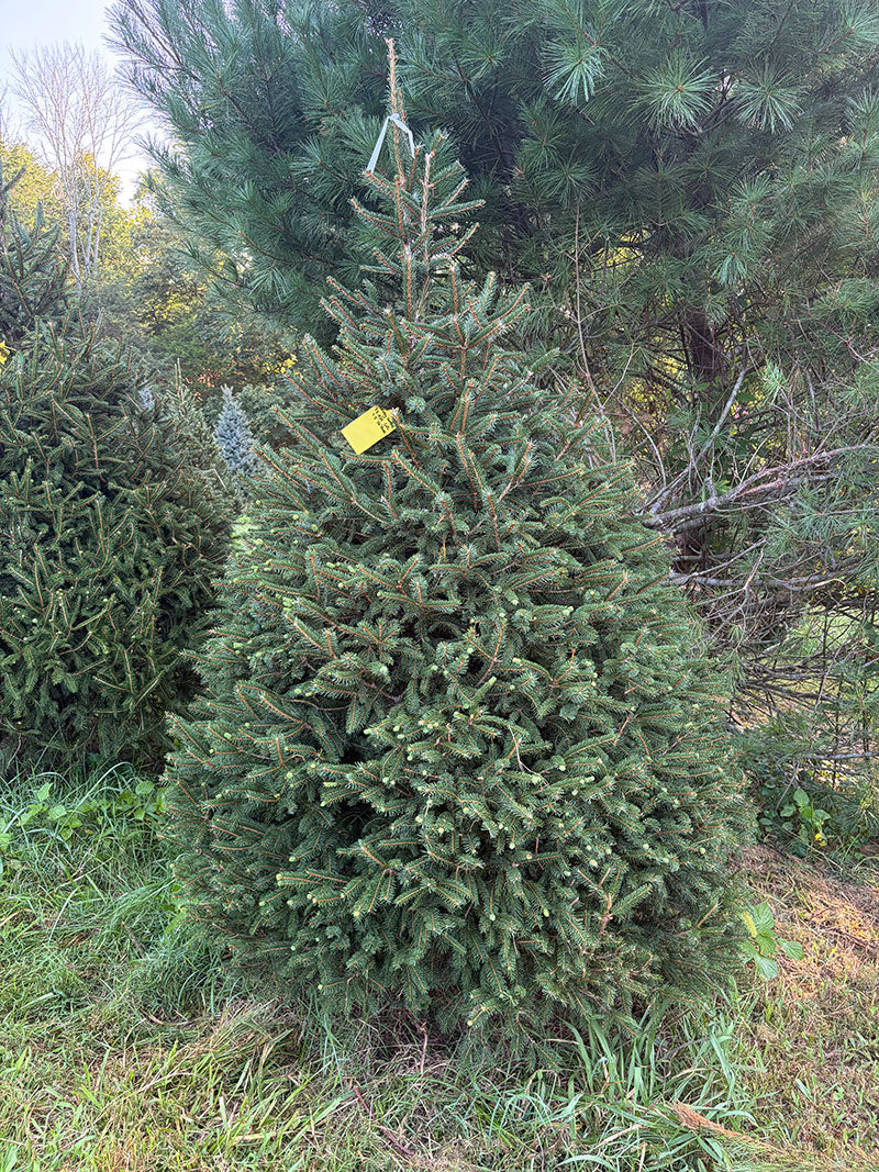 7' 3" Choose and Cut Norway Spruce, 56" Base