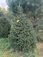 7' 3" Choose and Cut Norway Spruce, 56" Base