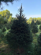 7' 3" Choose and Cut Norway Spruce, 56" Base