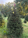 7' Ball and Burlap Norway Spruce, 48" Base