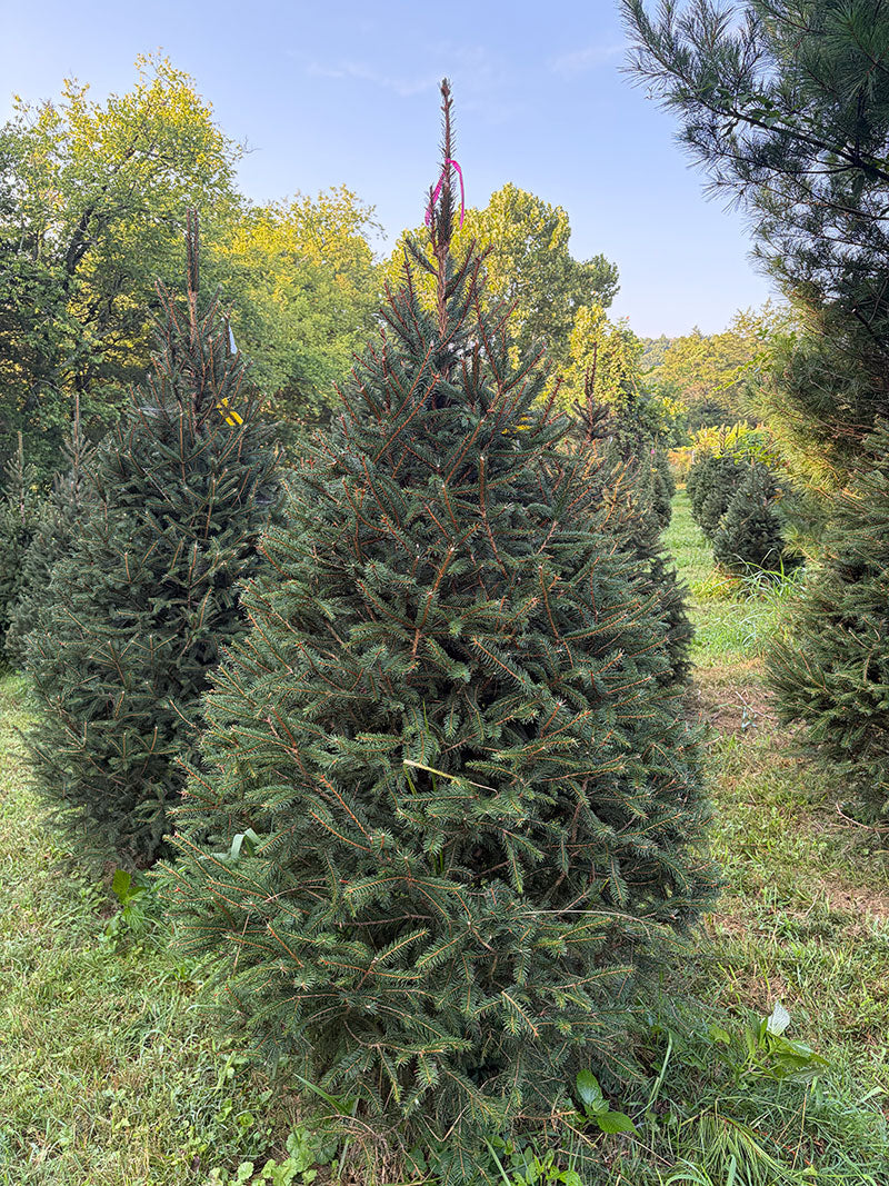 7' Ball and Burlap Norway Spruce, 48" Base