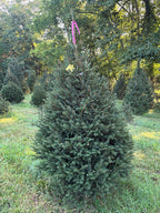 6' 6" Ball and Burlap Norway Spruce, 47" Base