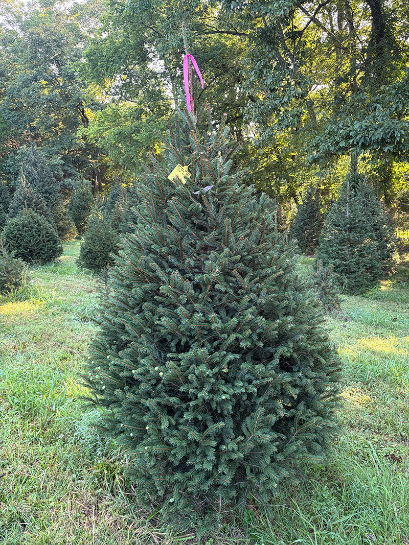 6' 6" Ball and Burlap Norway Spruce, 47" Base