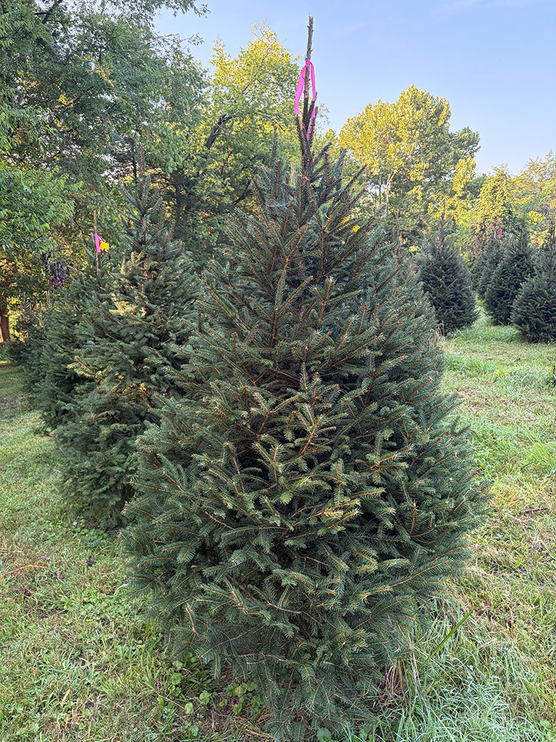 6' 6" Ball and Burlap Norway Spruce, 47" Base
