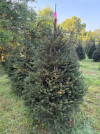 6' 6" Ball and Burlap Norway Spruce, 47" Base