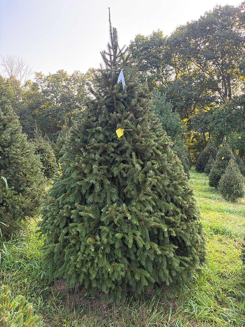 9' 1" Choose and Cut Norway Spruce, 66" Base