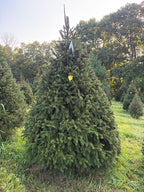 9' 1" Choose and Cut Norway Spruce, 66" Base