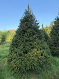 9' 1" Choose and Cut Norway Spruce, 66" Base