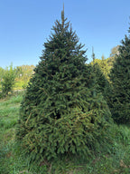 9' 1" Choose and Cut Norway Spruce, 66" Base