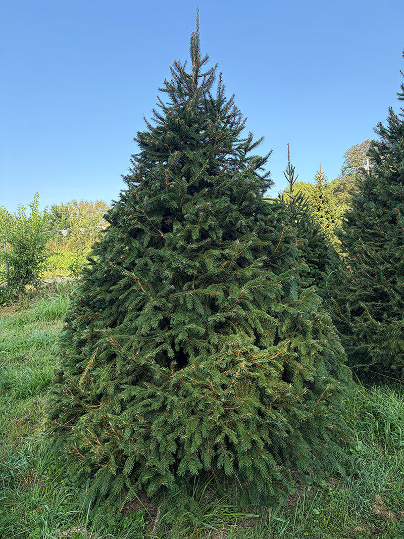 9' 1" Choose and Cut Norway Spruce, 66" Base