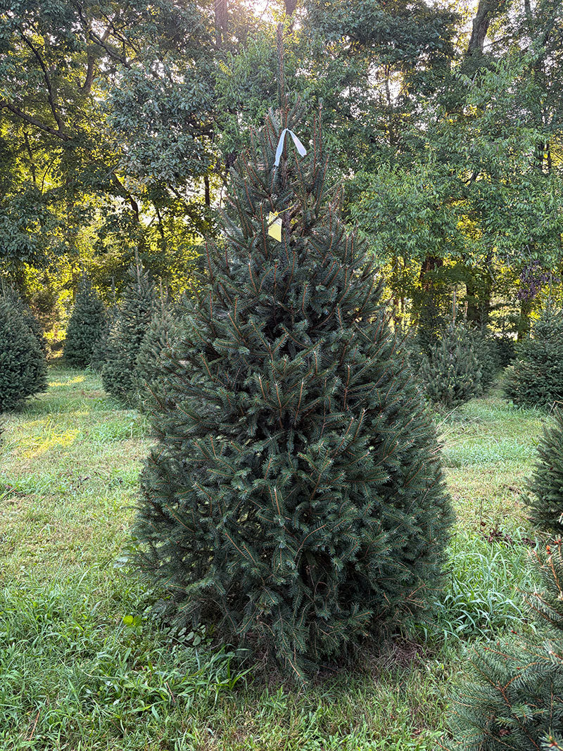 7' 9" Choose and Cut Norway Spruce, 56" Base