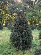 7' 9" Choose and Cut Norway Spruce, 56" Base