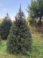 7' 9" Choose and Cut Norway Spruce, 56" Base