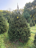 7' 8" Choose and Cut Norway Spruce, 56" Base
