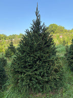 7' 8" Choose and Cut Norway Spruce, 56" Base