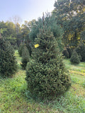 7' 2" Choose and Cut Norway Spruce, 44" Base