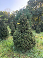 7' 2" Choose and Cut Norway Spruce, 44" Base