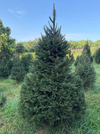 7' 2" Choose and Cut Norway Spruce, 44" Base