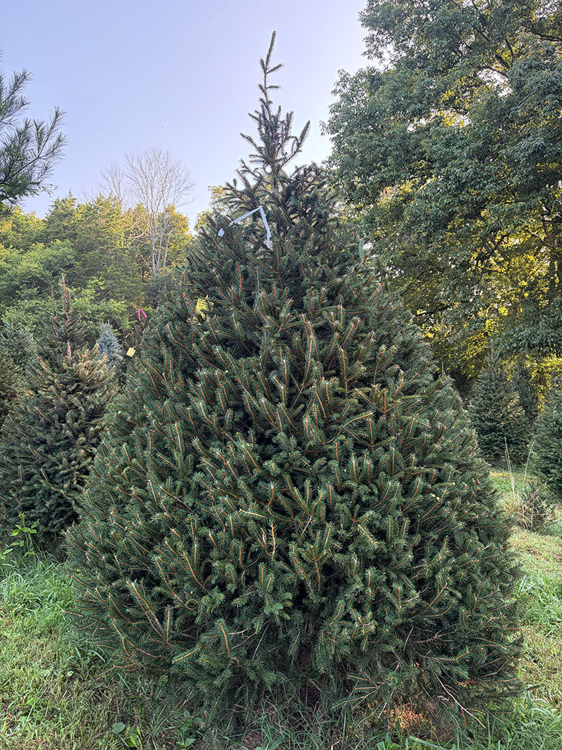 9' 4" Choose and Cut Norway Spruce, 76" Base