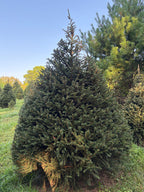 9' 4" Choose and Cut Norway Spruce, 76" Base