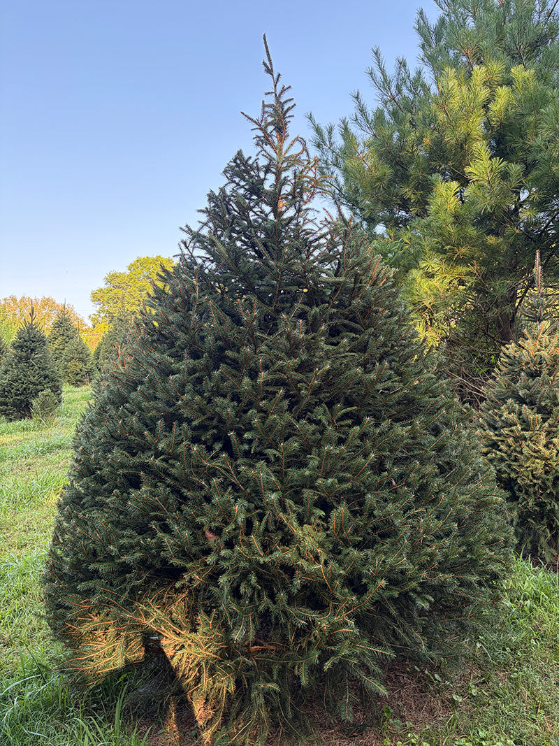 9' 4" Choose and Cut Norway Spruce, 76" Base