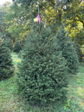 6' 11" Ball and Burlap Norway Spruce, 50" Base