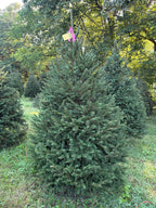 6' 11" Ball and Burlap Norway Spruce, 50" Base