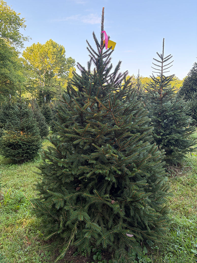 6' 11" Ball and Burlap Norway Spruce, 50" Base