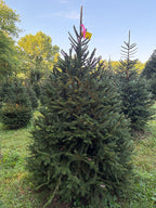6' 11" Ball and Burlap Norway Spruce, 50" Base