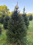 6' 7" Ball and Burlap Norway Spruce, 45" Base