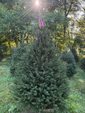 6' 7" Ball and Burlap Norway Spruce, 45" Base