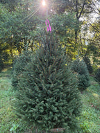 6' 7" Ball and Burlap Norway Spruce, 45" Base