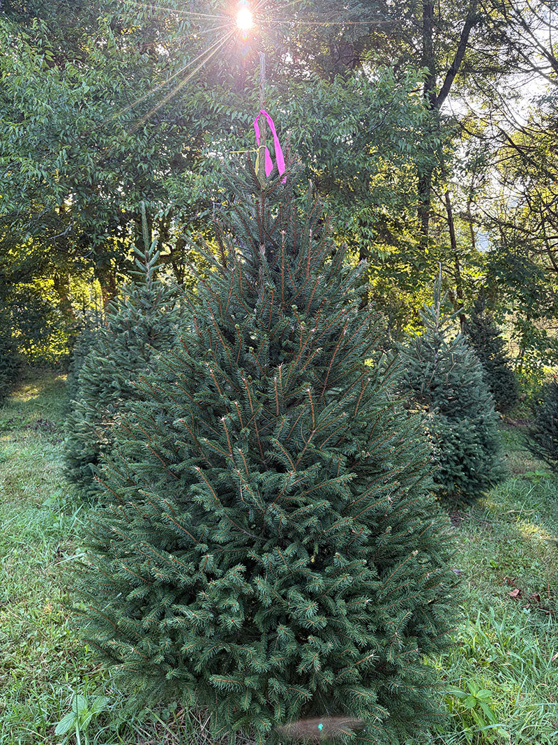 6' 7" Ball and Burlap Norway Spruce, 45" Base