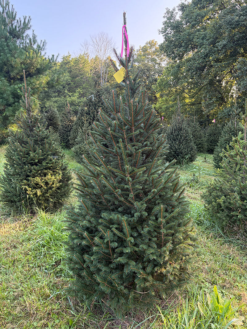 7' Ball and Burlap Norway Spruce, 43" Base