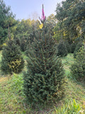 7' Ball and Burlap Norway Spruce, 43" Base