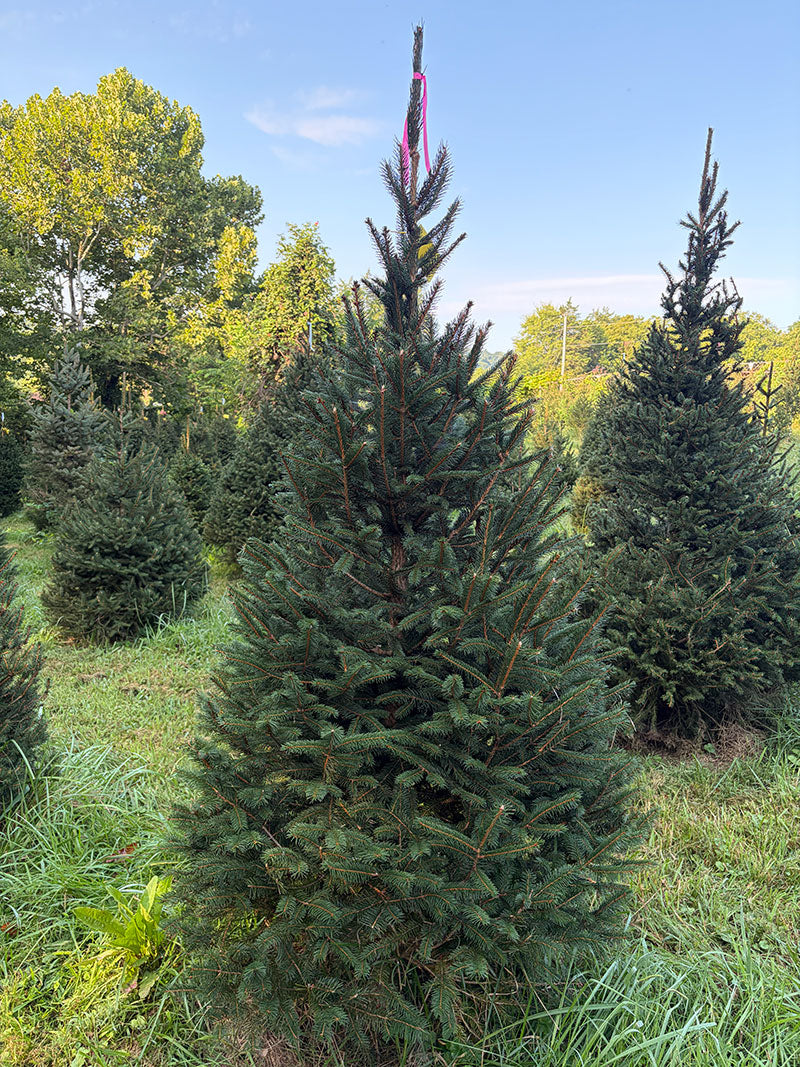 7' Ball and Burlap Norway Spruce, 43" Base
