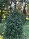 7' 4" Choose and Cut Norway Spruce, 58" Base