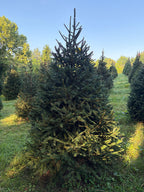 7' 4" Choose and Cut Norway Spruce, 58" Base