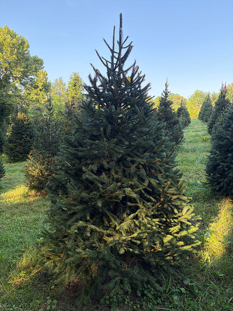 7' 4" Choose and Cut Norway Spruce, 58" Base