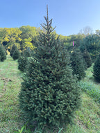 7' 8" Choose and Cut Norway Spruce, 50" Base