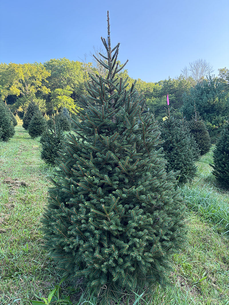 7' 8" Choose and Cut Norway Spruce, 50" Base