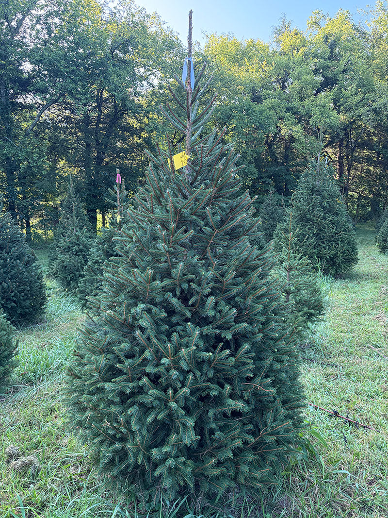 7' 8" Choose and Cut Norway Spruce, 50" Base