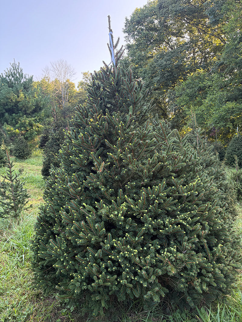 7' 6" Choose and Cut Norway Spruce, 66" Base