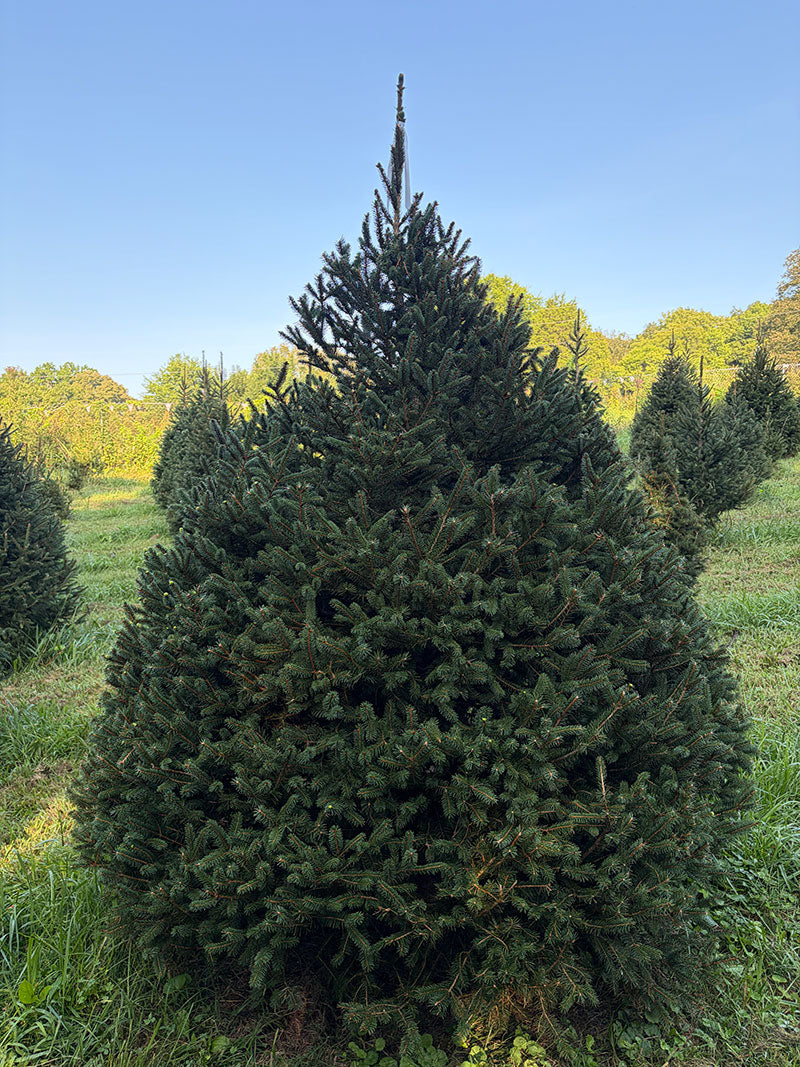 7' 6" Choose and Cut Norway Spruce, 66" Base